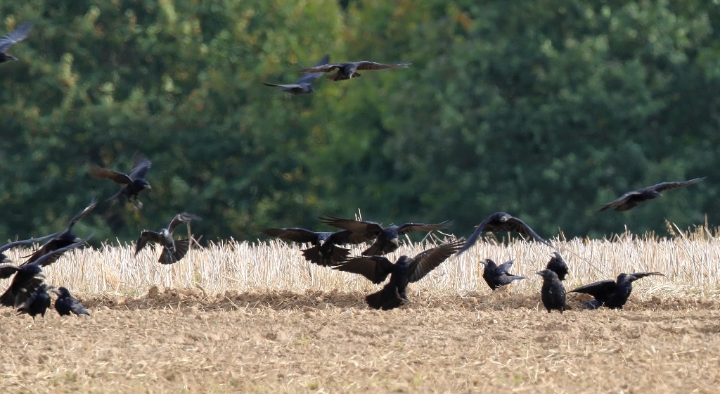 corvides