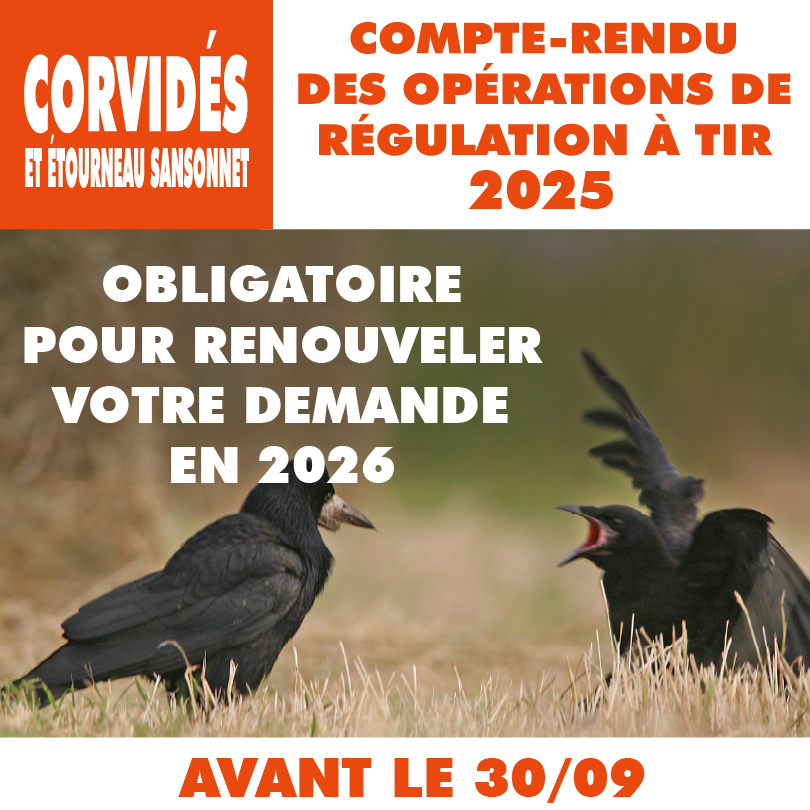 CORVIDES BILAN0.75x