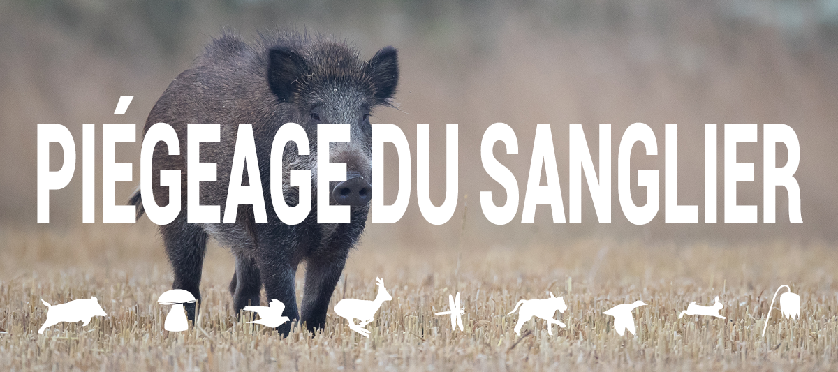 Piegeage du sanglier web