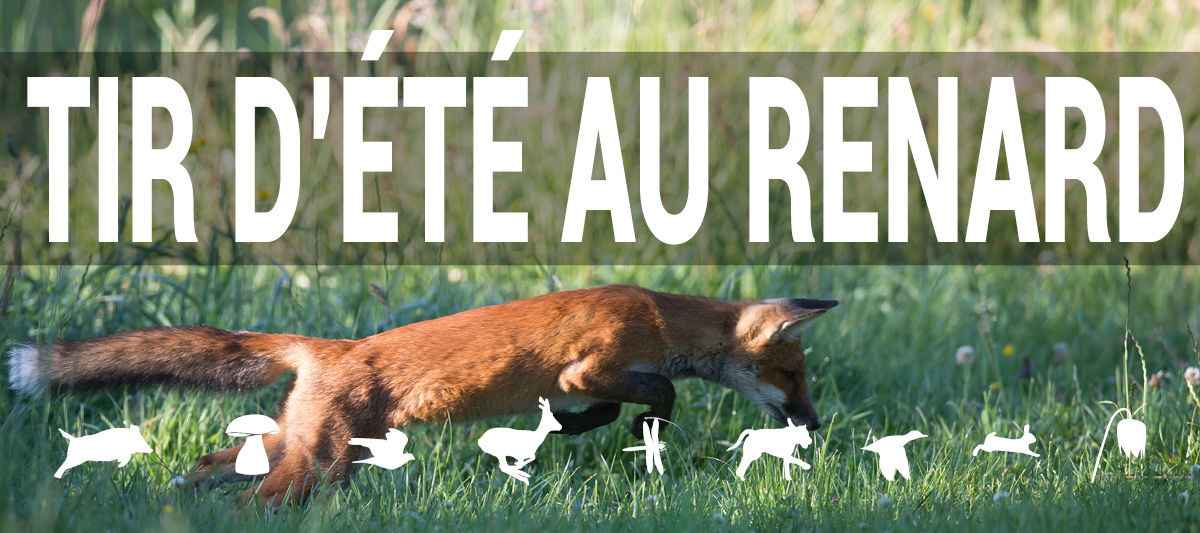 Formations   renard