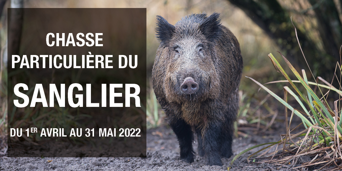 Sanglier demarche simplifie 21