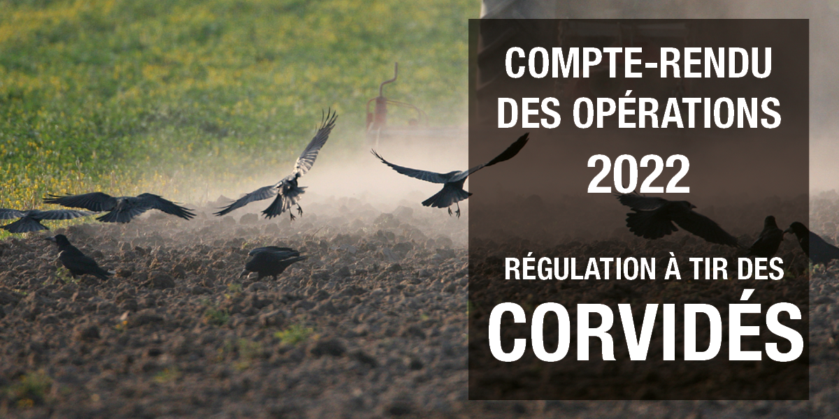 Corvidés compte rendu 1200 600