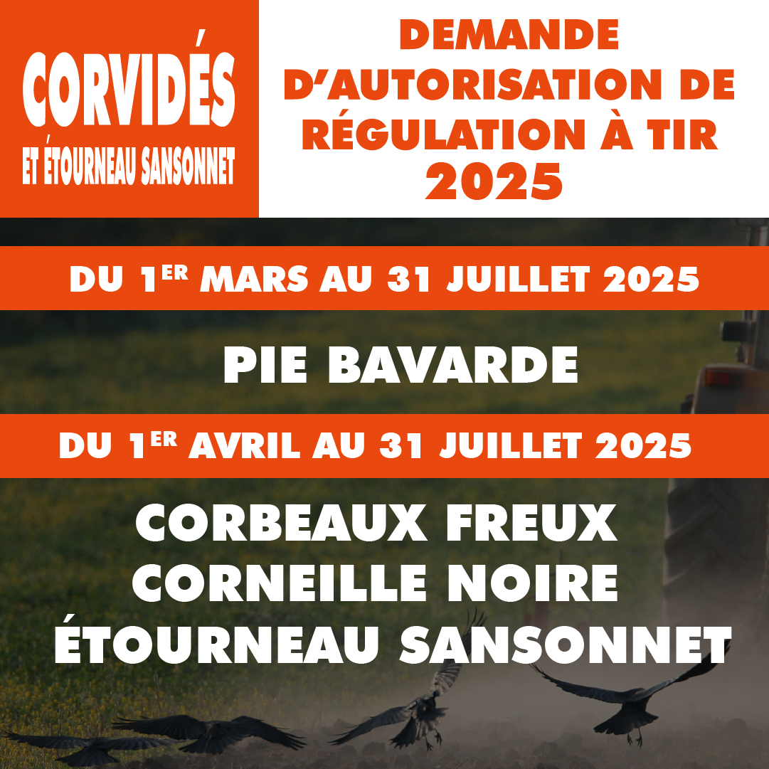 CORVIDES 2025CORVIDES DEMANDE