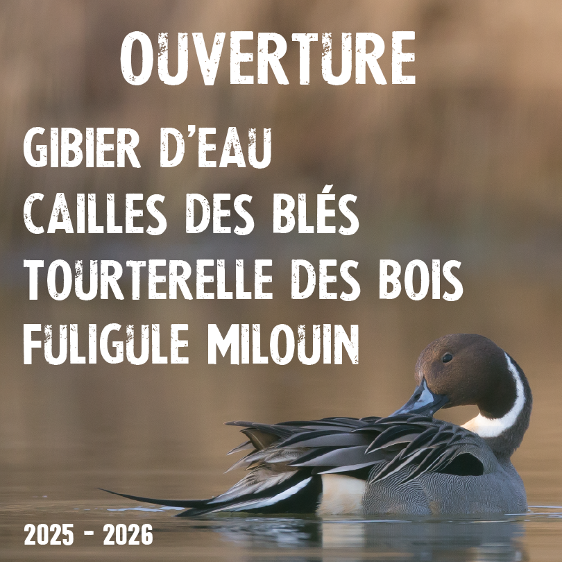 migrateur25260.75x