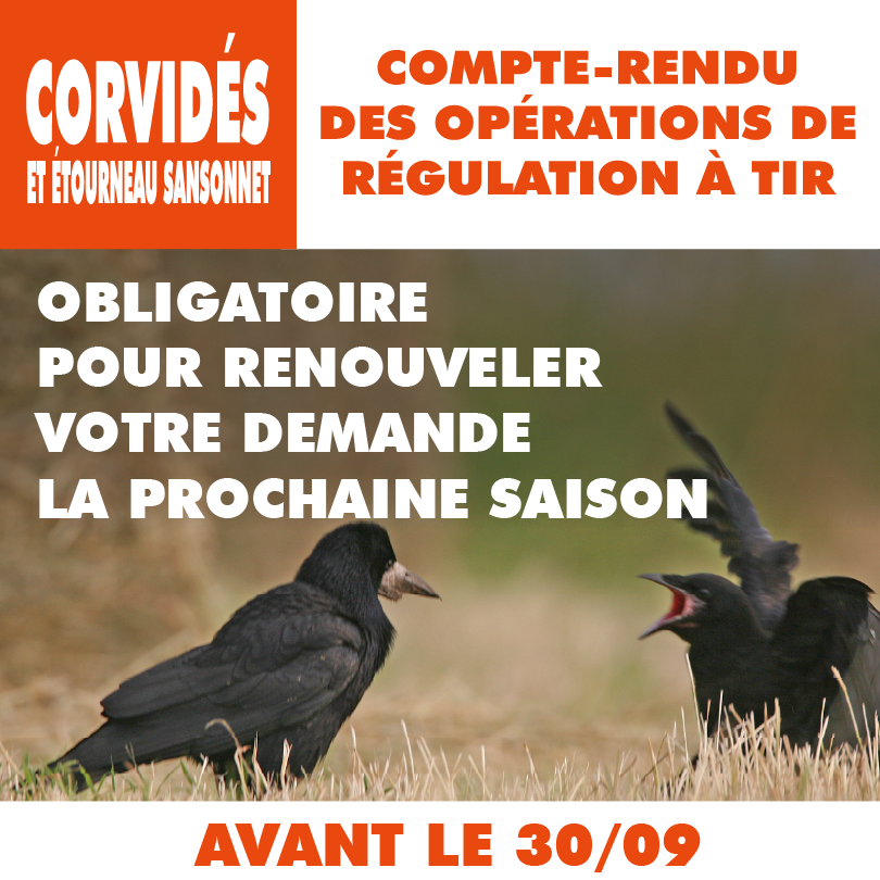 CORVIDES BILAN0.75x