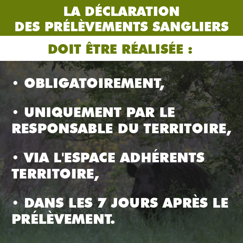 SANGLIER DECLARATIONCORVIDES DEMANDE0.5x