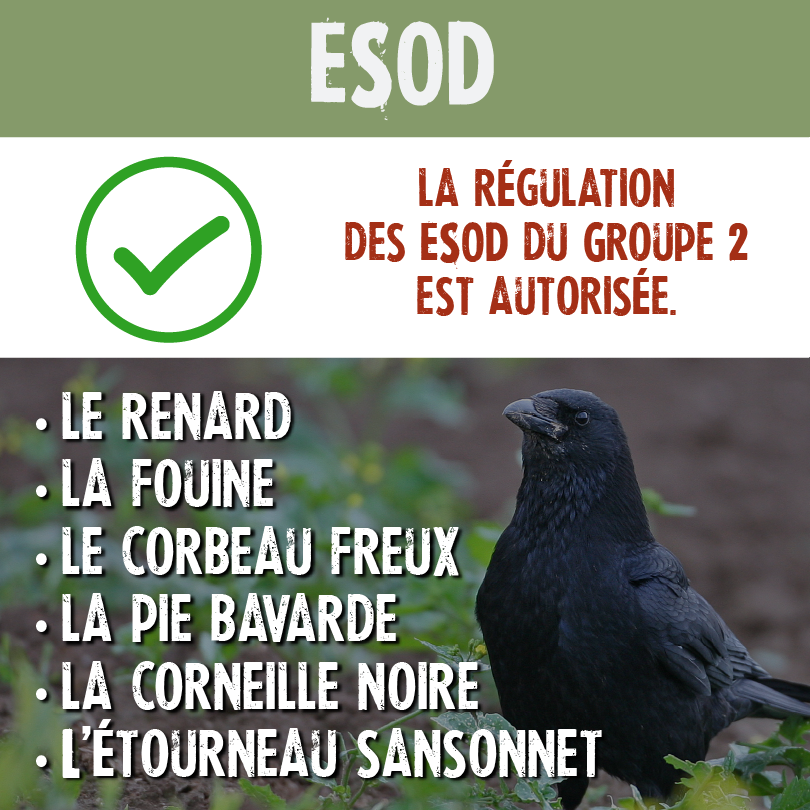 06 2026ESOD0.75x