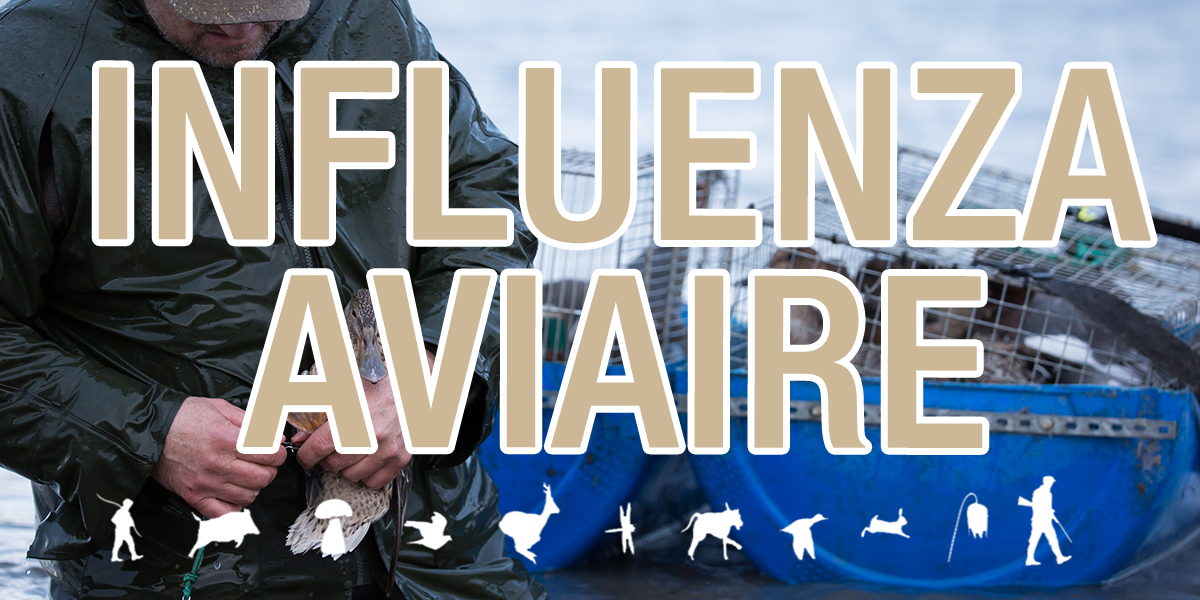 Influenza aviaire